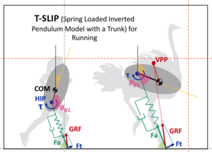 Impact of Trunk Orientation  for Dynamic Bipedal Locomotion