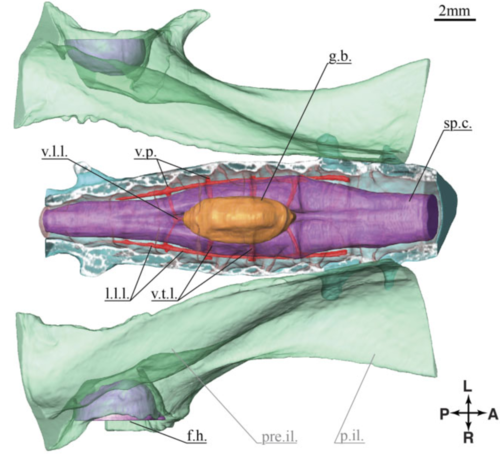 3D Anatomy of the Quail Lumbosacral Spinal Canal—Implications for Putative Mechanosensory Function