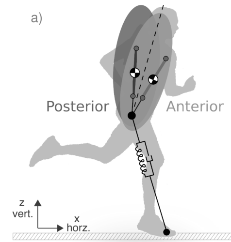 Control Mechanisms for Postural Stability and Trunk Motion in Bipedal Running. A Numerical Study for Humans, Avians, and Bipedal Robots
