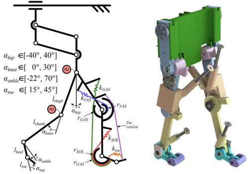 Gastrocnemius and Power Amplifier Soleus Spring-Tendons Achieve Fast Human-like Walking in a Bipedal Robot